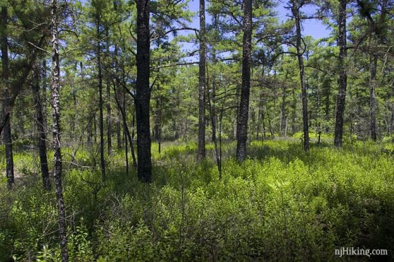 Pine forest.