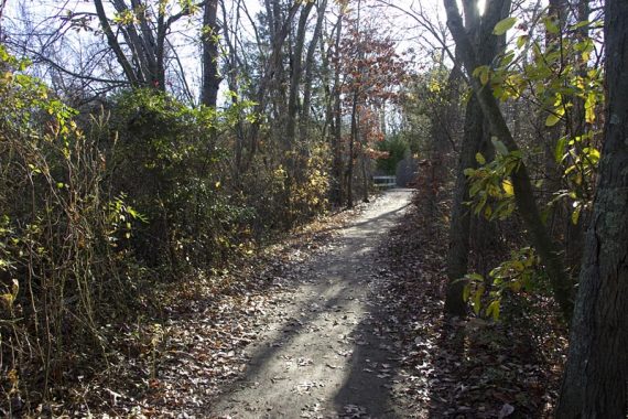 Flat sand path through trees.