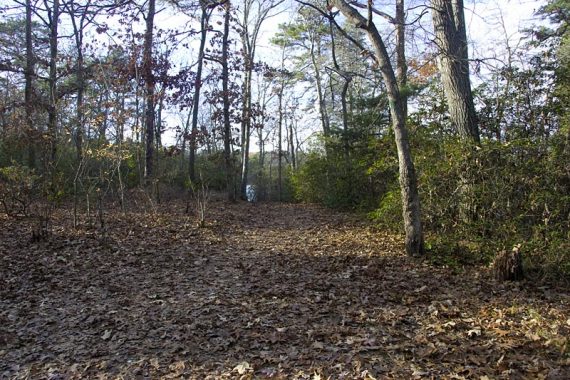 Green Trail covered with leaves.