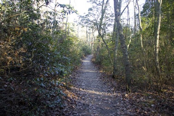 Flat hiking trail with trees on either side.