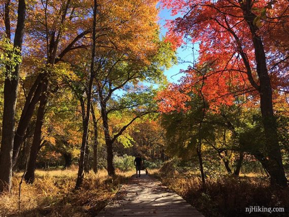 Hiker on wooden boardwalk with bright fall foliage overhead.