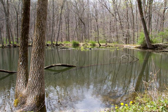 Small pond