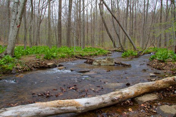 Stream where the Primrose Trail crosses Grand Loop.