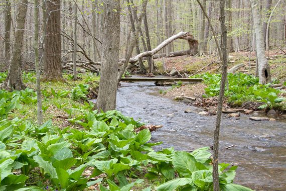 Stream where the Primrose Trail crosses Grand Loop