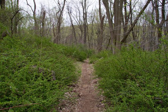 Narrow dirt trail surrounded by green briars.