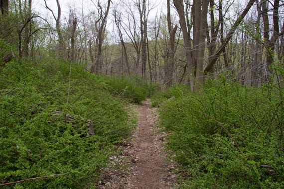 Grand Loop Trail