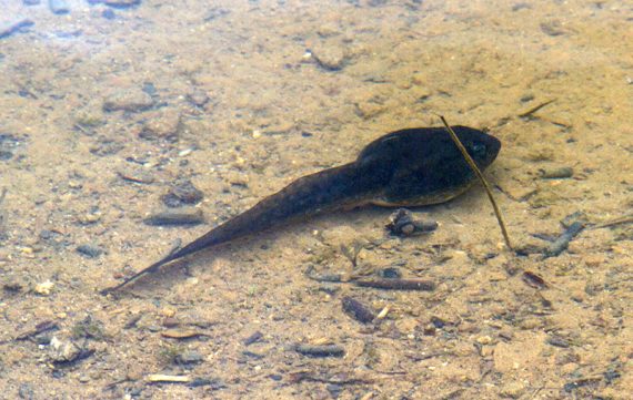 Tadpole