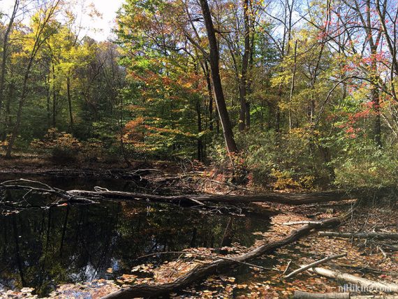Small pond surrounded by fall foliage.