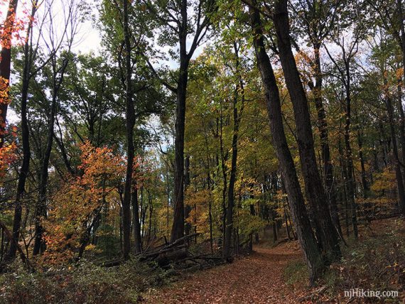 Leaf covered path with green and rust colored foliage.