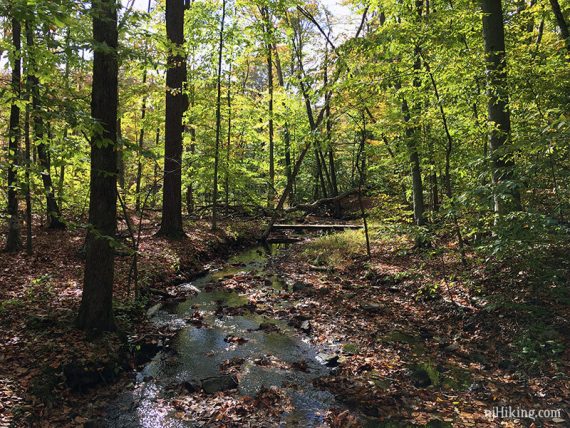 Small stream surrounded by shady green trees