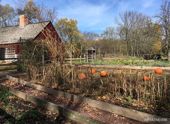 Corn stalks and pumpkins next to Wick House.