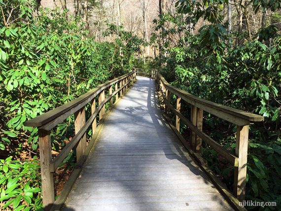 Rhododendron thickets on either side of a boardwalk trail