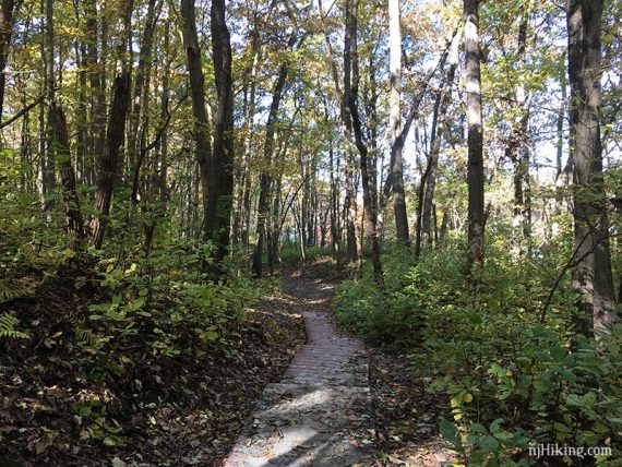 Boardwalk trail with green brush on either side.