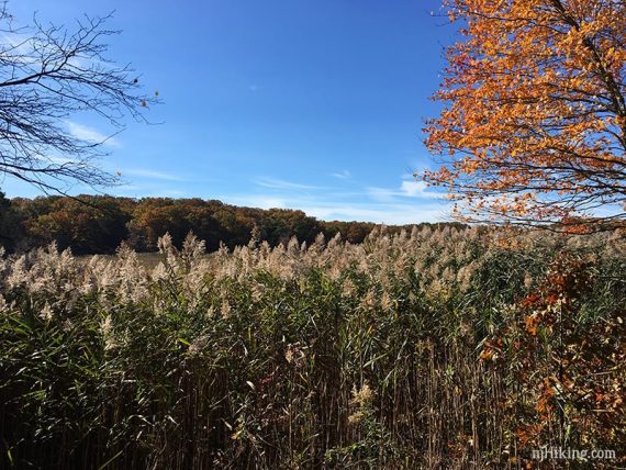 Tall marsh grasses beneath a blue sky.