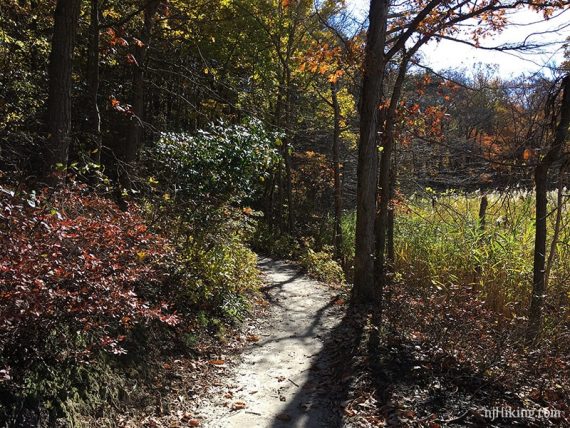 White sandy trail surrounded by fall foliage.