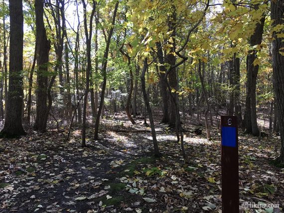 Blue rectangle on a trail marker post.