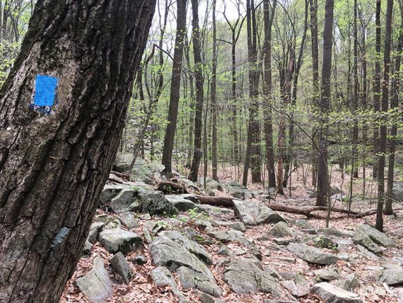 Blue blaze on a large tree along rocky Falling Waters trail.