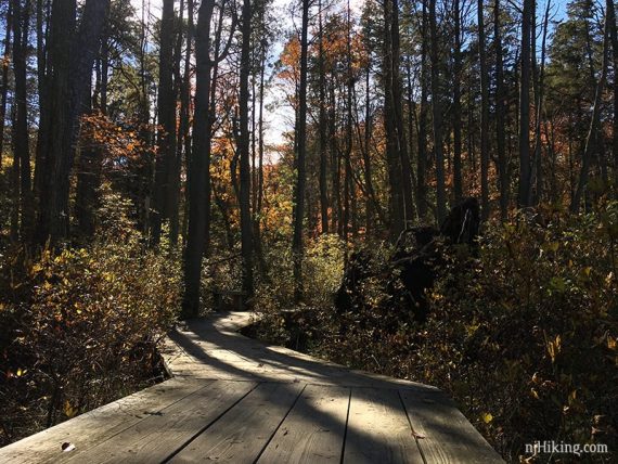 Boardwalk trail curving through a cedar swamp.