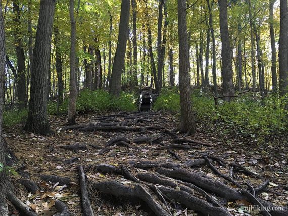 Many roots sticking out of a trail.