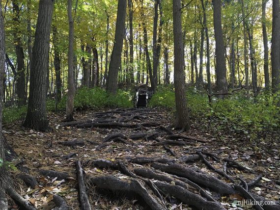 Prominent tree roots on a trail.