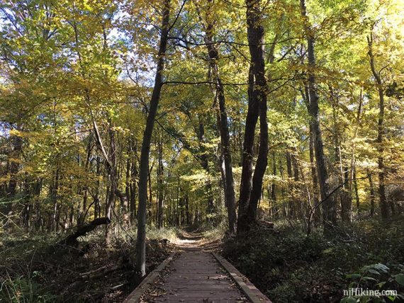 Bright yellow foliage over a trail.