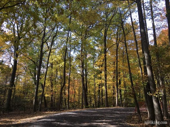 Fall foliage over a park road.