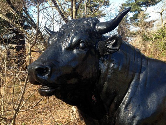 Durham Bull Stature near the Coach Barn.