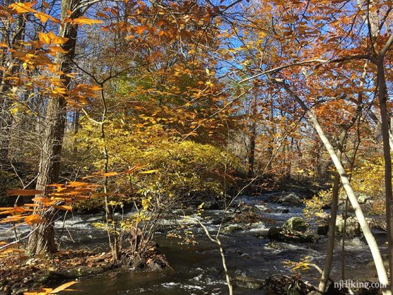 River with bright yellow and orange foliage.