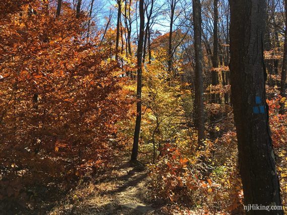 Fall foliage along the Falling Waters trail.