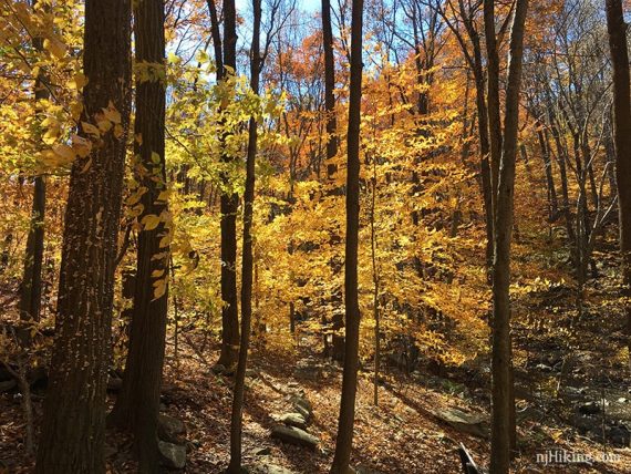 Brilliant fall foliage on trees lit by sun.