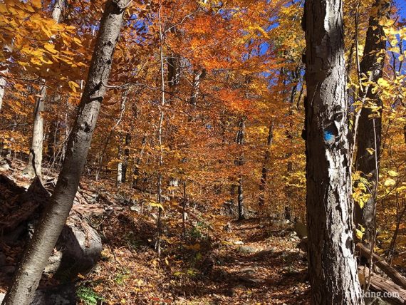 Blue trail marker on a tree surrounded by orange and yellow foliage.