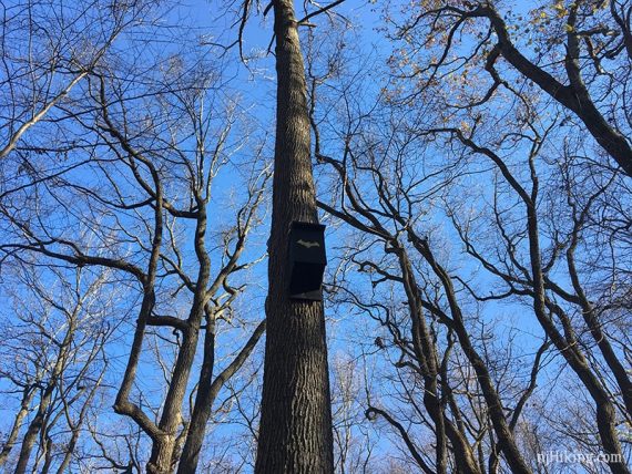 Bat boxes high in a tree.