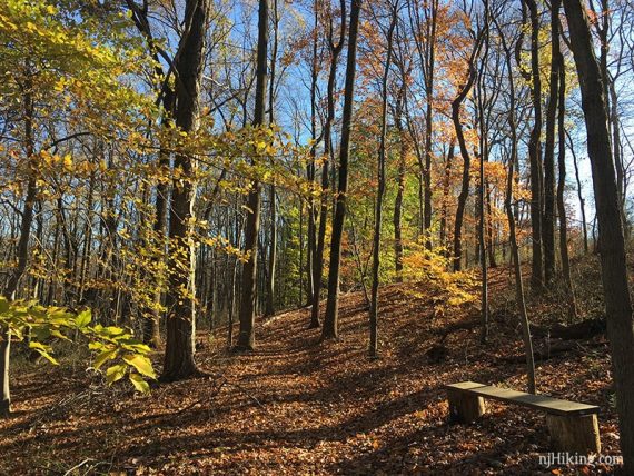 A bench along a leaf covered trail.