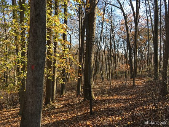 Red trail marker along a forested trail.