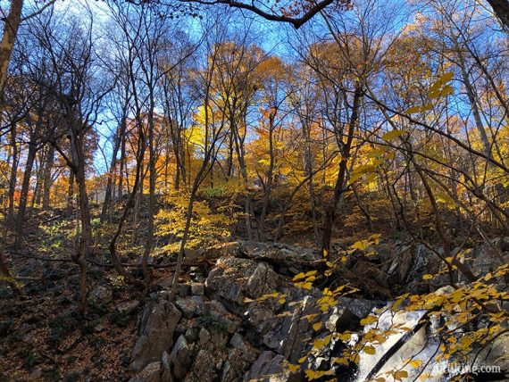 Yellow fall foliage seen above rocks and a waterfall.