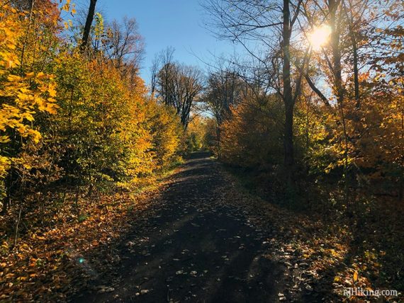 Pavel path with fall foliage glowing in the late afternoon sun.