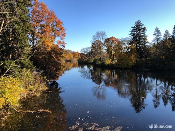 Trees reflected in water.