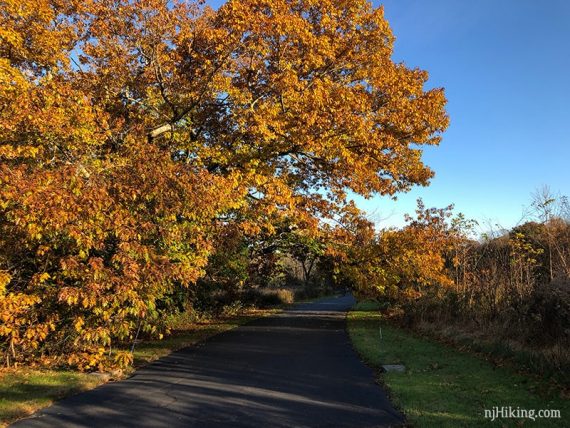 Rust orange tree overhanging a path.