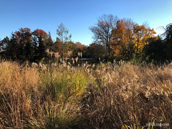 Grasses in the foreground with a pond in the distance.