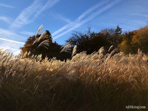 Cattails bending in the wind and glowing in the sun.