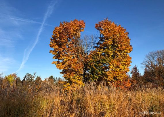 Large orange and yellow tree with the center missing at top so that is looks like a heart.