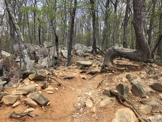 Open worn rocky area with a oddly bent tree.