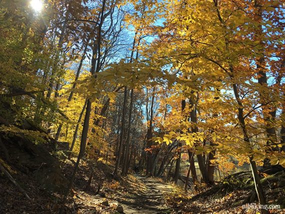 Trail with bright yellow foliage.