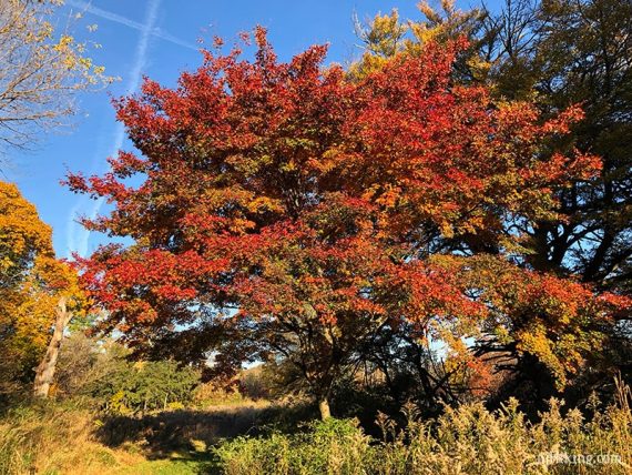 Bright red tree.