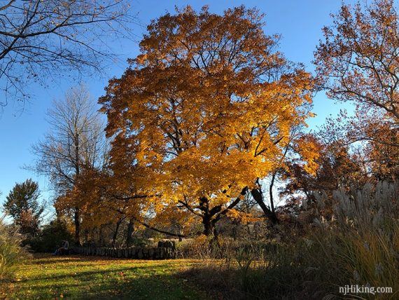 Large yellow and orange tree lit by fading sunlight.