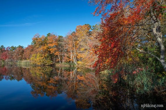 Foliage around Parvin Lake