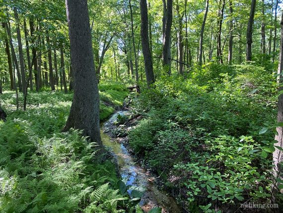 Small creek surrounded by lush foliage.