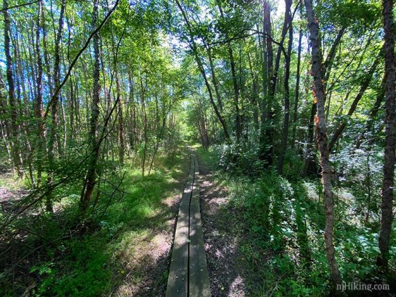 Long plank boardwalk on a trail.