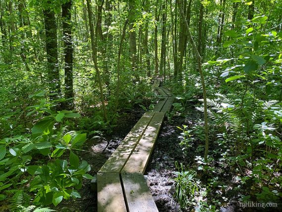 Boardwalk zig zagging through thick vegetation.