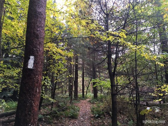 White Appalachian Trail blaze on a tree.